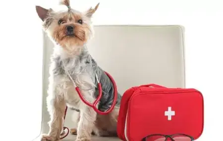 How to Give a Pet First Aid