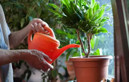 How to Properly Water Plants