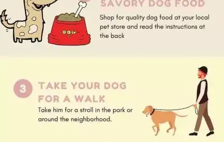 How to Take Care of a Dog