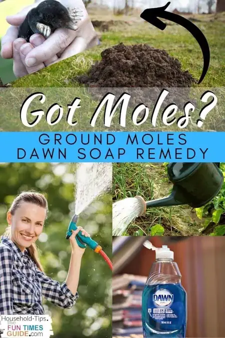 How to Get Rid of Moles