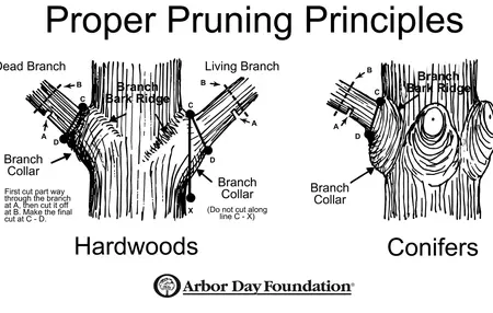 How to Prune Trees