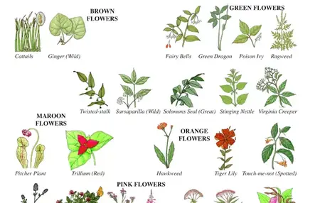 How to Identify Common Wildflowers