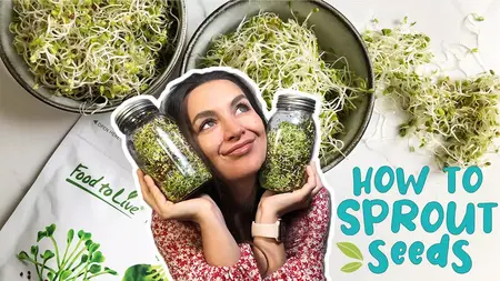 How to Sprout Seeds