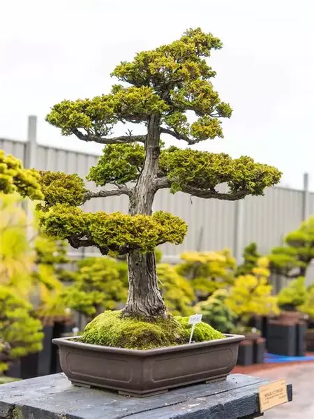 How to Grow a Bonsai Tree