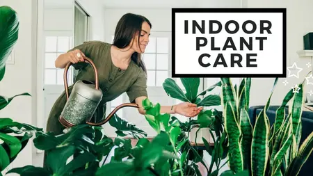 How to Take Care of Indoor Plants
