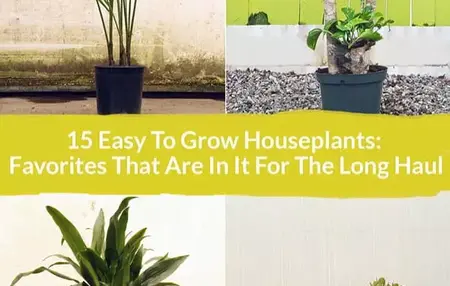 How to Take Care of Houseplants