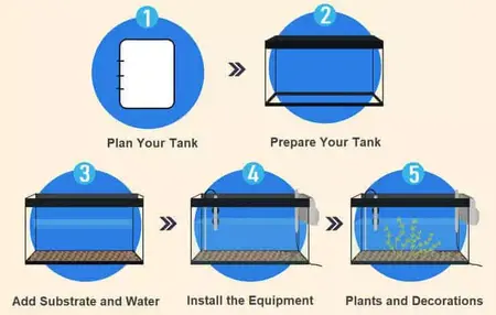 How to Set Up a Fish Tank