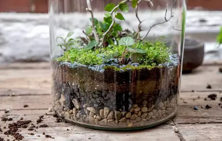 How to Make a Terrarium for Beginners