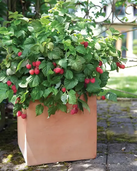 How to Grow Raspberries