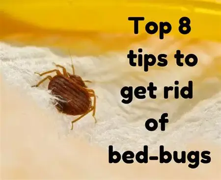 How to Get Rid of a Dead Insect