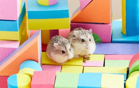 How to Take Care of a Hamster