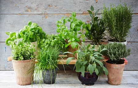 How to Grow Herbs Indoors