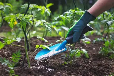 How to Fertilize Your Plants