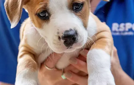 How to Choose the Right Pet for You