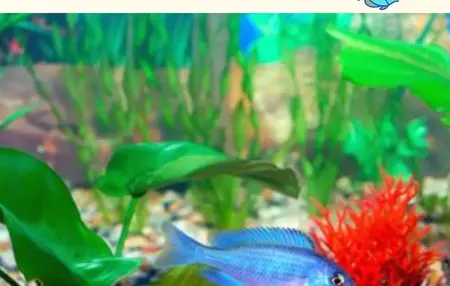 How to Start an Aquarium