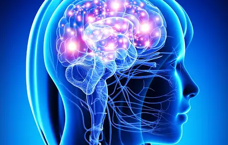 How to Learn About the Brain and Neuroscience