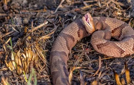 How to Survive a Snake Bite