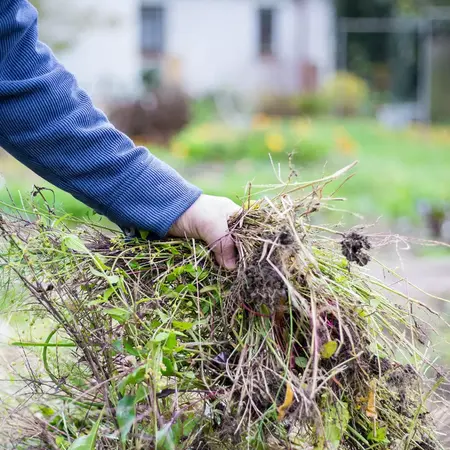 How to Control Weeds in Your Garden