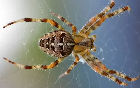 How to Overcome a Fear of Spiders