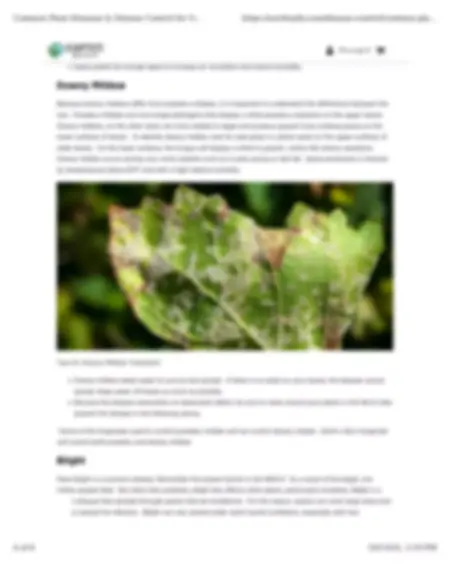 How to Identify and Treat a Plant Disease