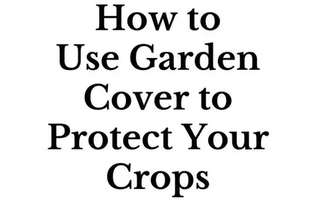 How to Protect Your Plants From Pests