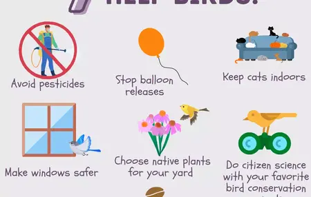 How to Take Care of a Bird