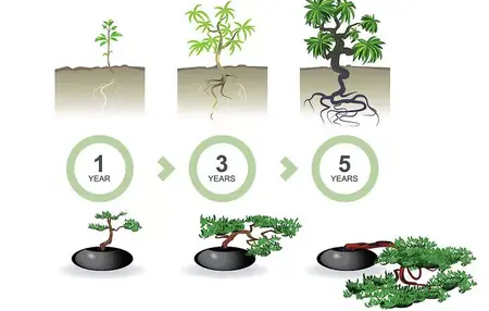 How to Start a Bonsai Tree