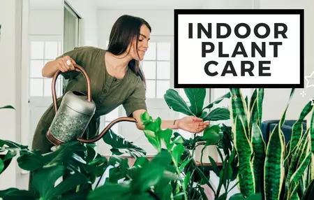 How to Take Care of Indoor Plants
