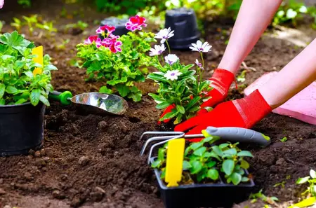 How to Plant a Flower Garden