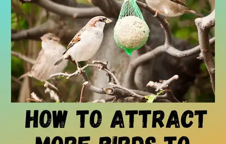 How to Attract Birds to Your Garden