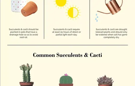 How to Take Care of a Succulent