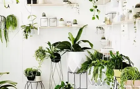 How to Decorate Your Home with Plants for a Greener Space