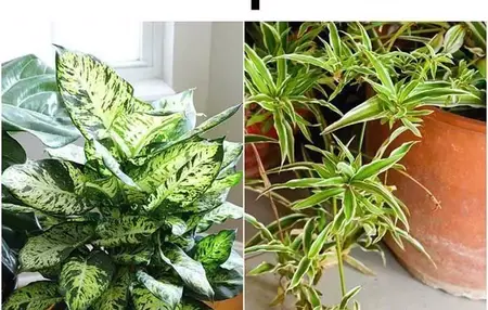 How to Take Care of Indoor Plants