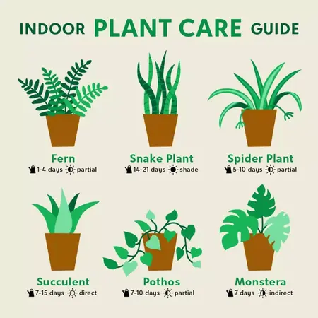 How to Care for Your Houseplants