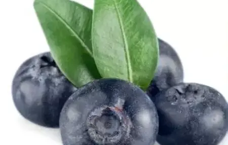 How to Learn to Play Bridge