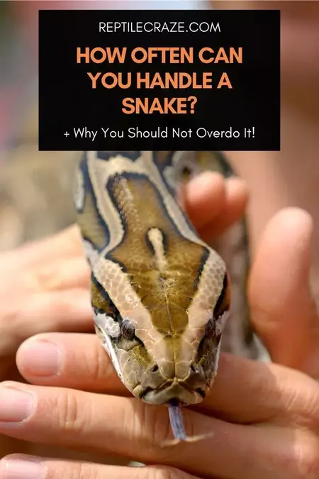 How to Handle a Snake Encounter