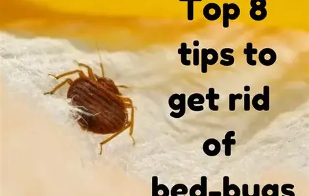 How to Get Rid of a Dead Insect