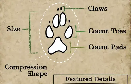 How to Track Animals