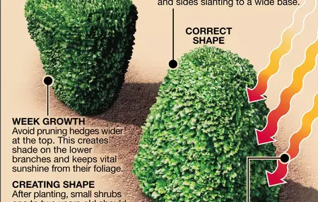 How to Trim Your Hedges