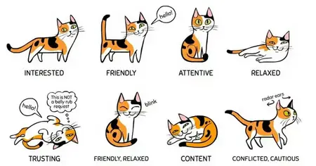 How to Understand Your Cat