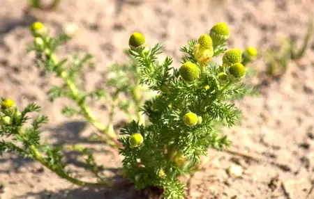 How to Learn to Play Pineapple