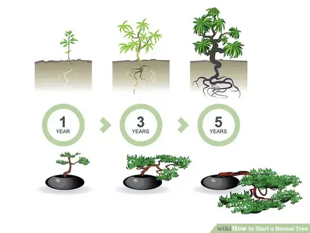 How to Start a Bonsai Tree