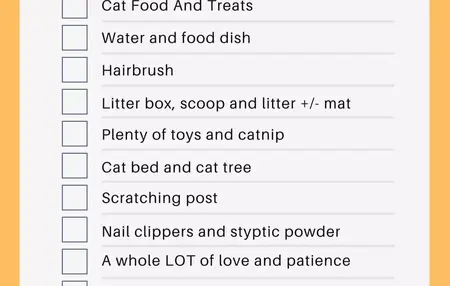 How to Take Care of a Cat