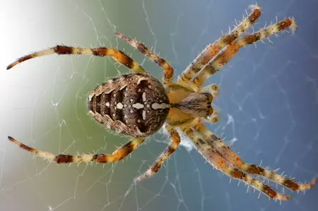 How to Overcome a Fear of Spiders