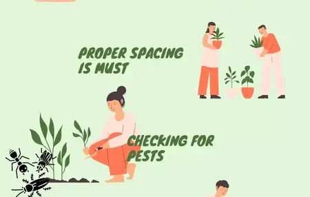 How to Take Care of Houseplants