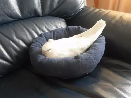 How to Make Your Own Pet Bed