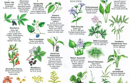 How to Identify Poisonous Plants