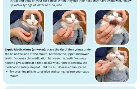 How to Give Medicine to a Cat