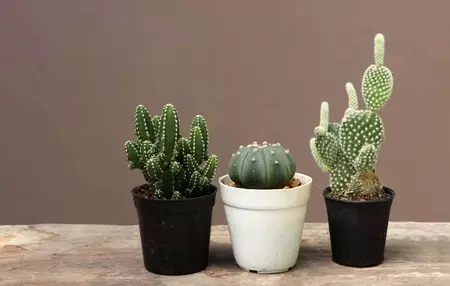 How to Grow a Cactus