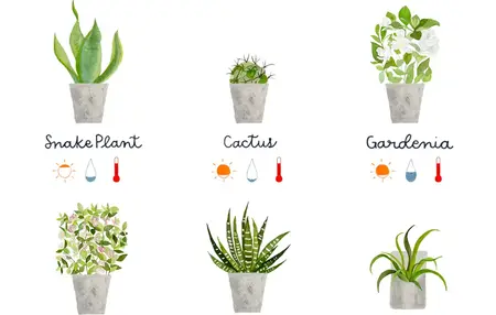 How to Take Care Plant